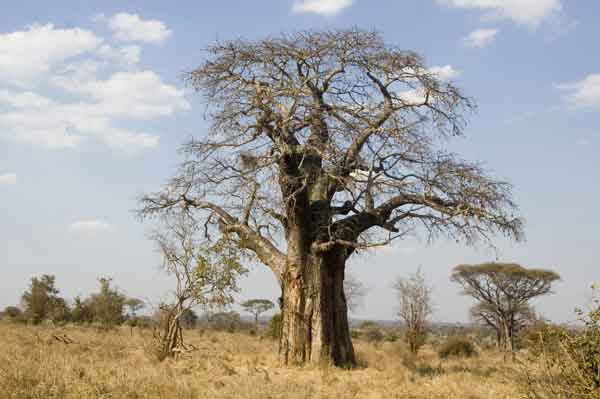 15 - Tanzania - parque nacional de Tarangire, arbol baobab